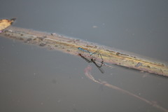 Enallagma doubledayi