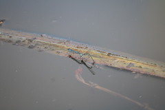 Enallagma doubledayi