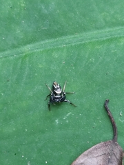 Thiania bhamoensis