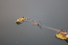 Enallagma doubledayi