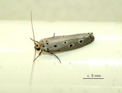 Ethmia circumdatella
