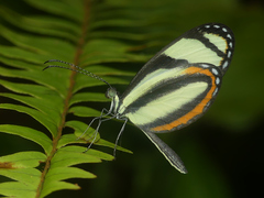 Moschoneura pinthous