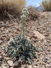 Oreocarya hoffmannii