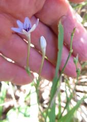 Freesia laxa azurea
