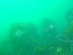 Diplodus hottentotus