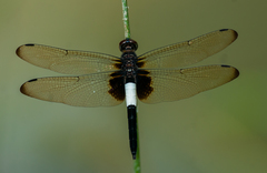 Pseudothemis zonata