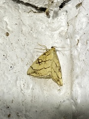 Evergestis pallidata