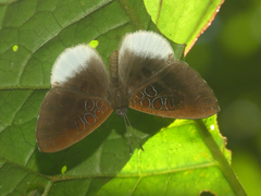 Adelotypa annulifera
