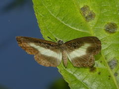 Adelotypa annulifera