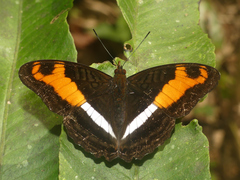 Adelpha fabricia