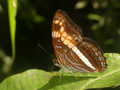 Adelpha fabricia