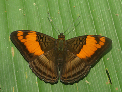 Adelpha mesentina