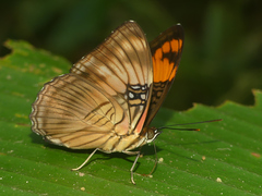 Adelpha mesentina