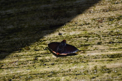 Pyrrhopyge phidias