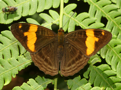 Adelpha zina irma