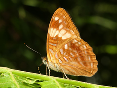 Adelpha zina irma
