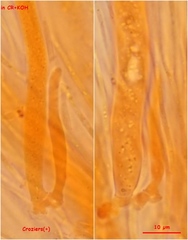 Chloroscypha alutipes