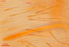 Chloroscypha alutipes