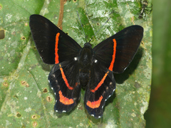 Ancyluris meliboeus