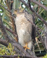 Accipiter tachiro tachiro