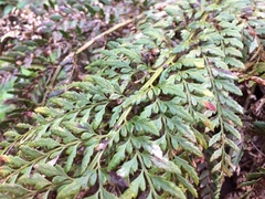 Polystichum proliferum