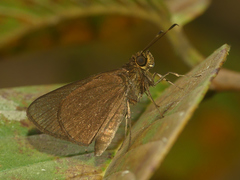 Papias phainis