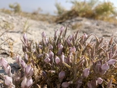 Chloropyron tecopense