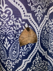 Automeris liberia