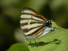 Arawacus separata