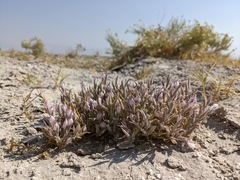 Chloropyron tecopense