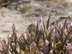 Chloropyron tecopense