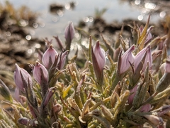 Chloropyron tecopense