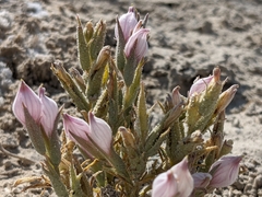 Chloropyron tecopense