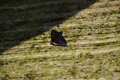 Pyrrhopyge phidias