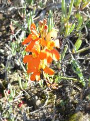 Tritonia watermeyeri