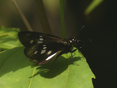 Carystus periphas
