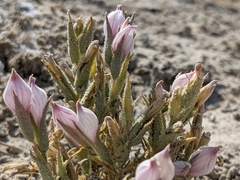 Chloropyron tecopense