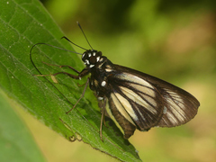 Carystus periphas