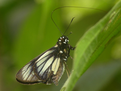 Carystus periphas