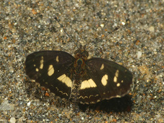 Castilia angusta