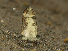 Castilia angusta