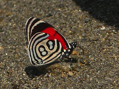 Diaethria kolyma