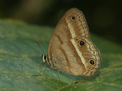 Cissia proba