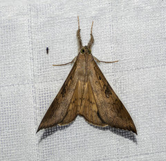 Oxyodes scrobiculata