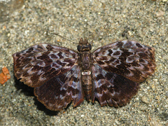 Cycloglypha thrasibulus thrasibulus