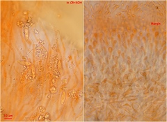 Chloroscypha alutipes