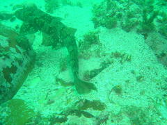 Haploblepharus pictus