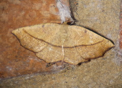 Planolocha obliquata