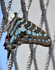 Graphium antheus
