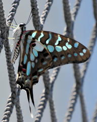 Graphium antheus